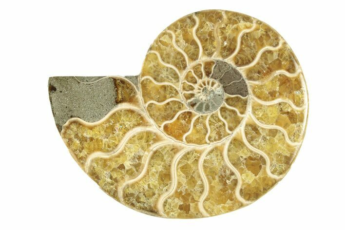 Cut & Polished Ammonite Fossil (Half) - Madagascar #263625